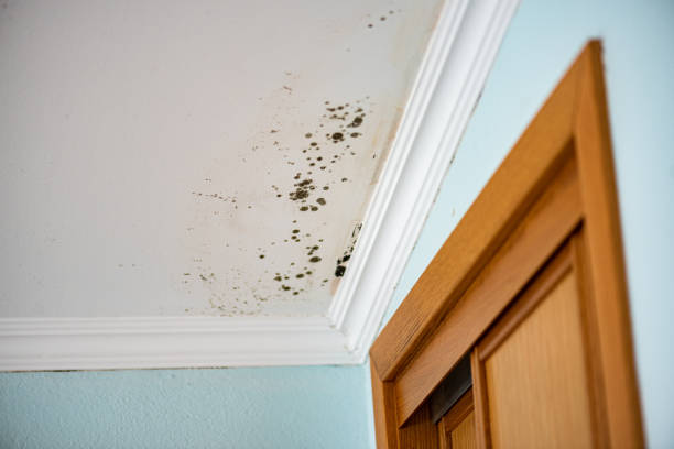 Best Mold Removal Process  in Pacolet, SC