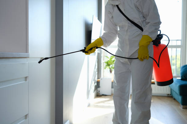 Attic Mold Removal in Pacolet, SC