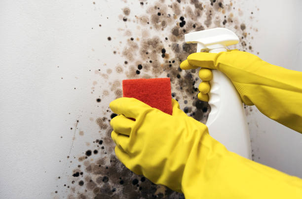 Home Mold Removal in Pacolet, SC