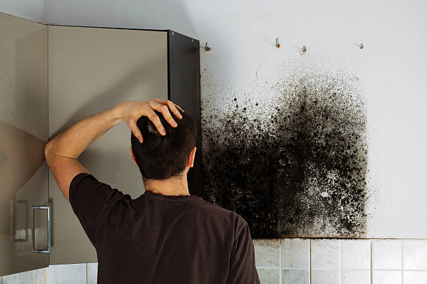 Best Attic Mold Removal  in Pacolet, SC
