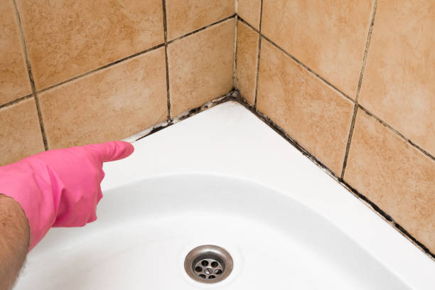 Best Residential Mold Removal  in Pacolet, SC